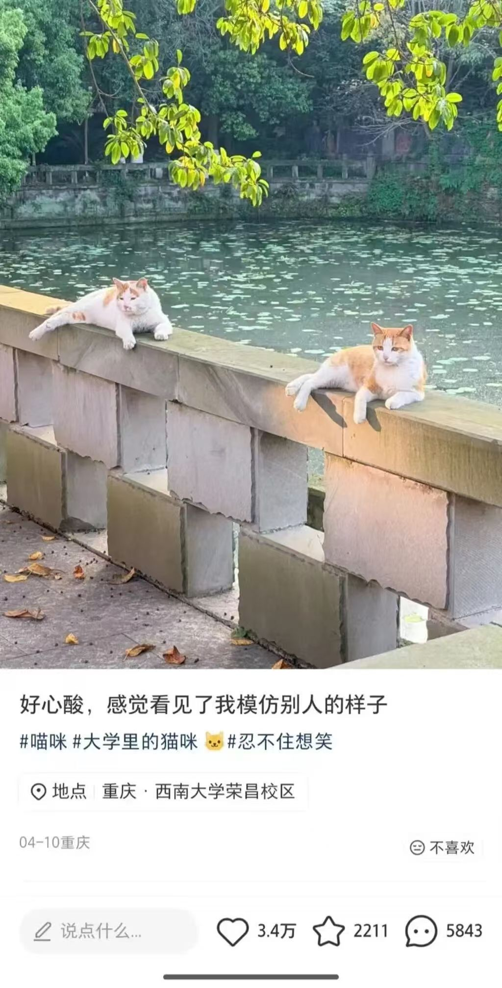 [东猫效颦](https://baike.baidu.com/item/东施效颦/232075)